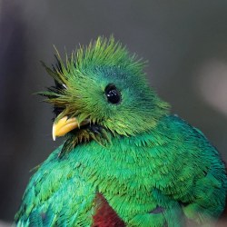 Los Quetzales (August&nbsp;12-14)