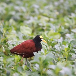 Tortuguero (July 27)
