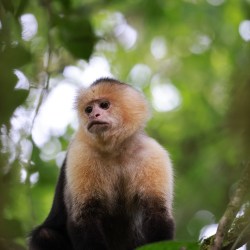 Rio Celeste (August&nbsp;1)