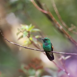 Monteverde (August 2)